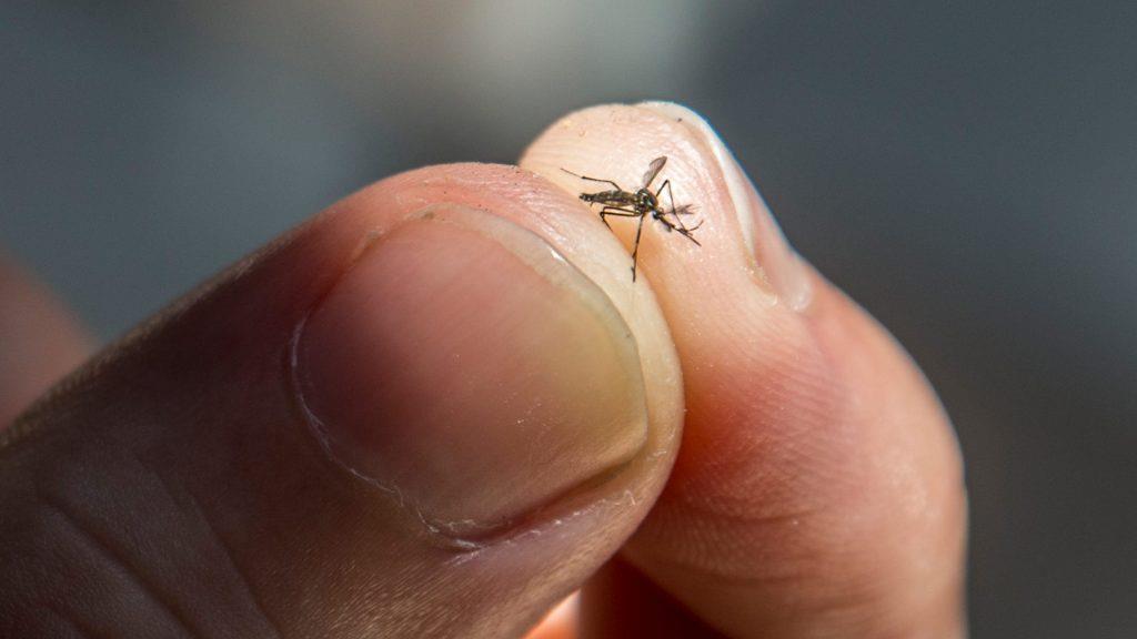 Δεν καταγράφηκαν κρούσματα ιού Chikungunya στην Κύπρο αλλά το Υπουργείο Υγείας συστήνει μέτρα προστασίας