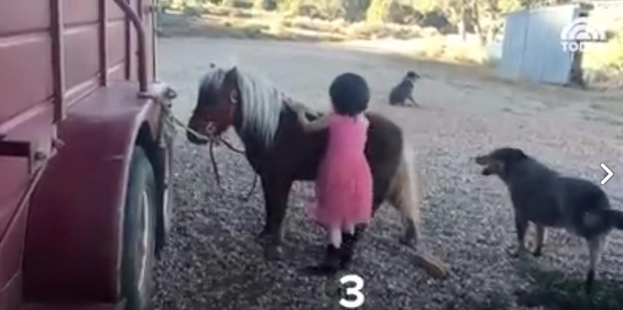 pony