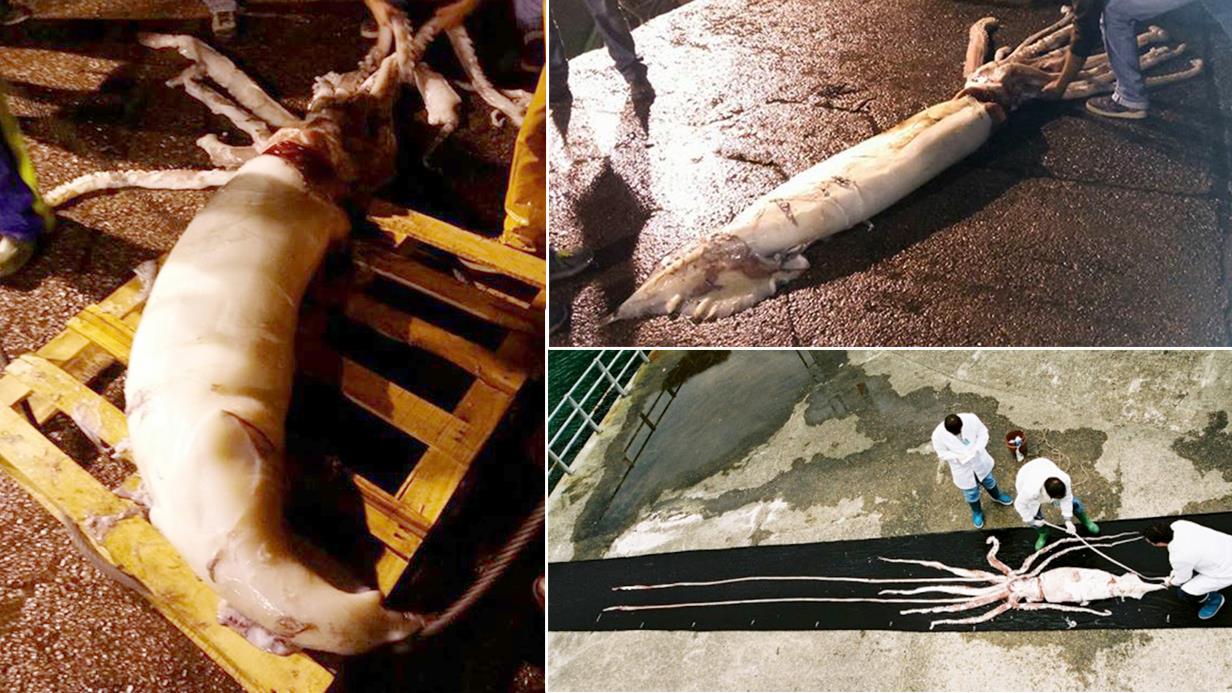 ΤΕΡΑΣΤΙΟ ΚΑΛΑΜΑΡΙ
