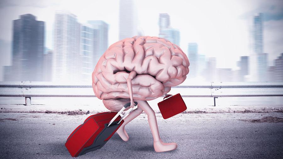 brain
