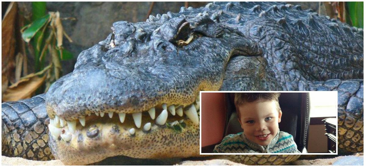aligator