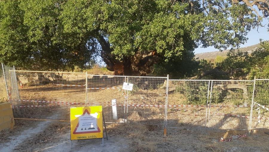 Επικίνδυνο το δέντρο «Μνημείο της Φύσης» Δρυς στη Λάνεια-Προειδοποίηση από το Τμήμα Δασών