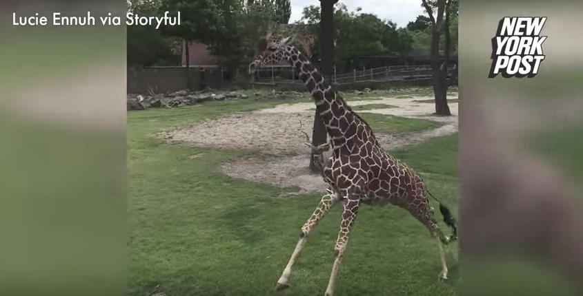 zoo