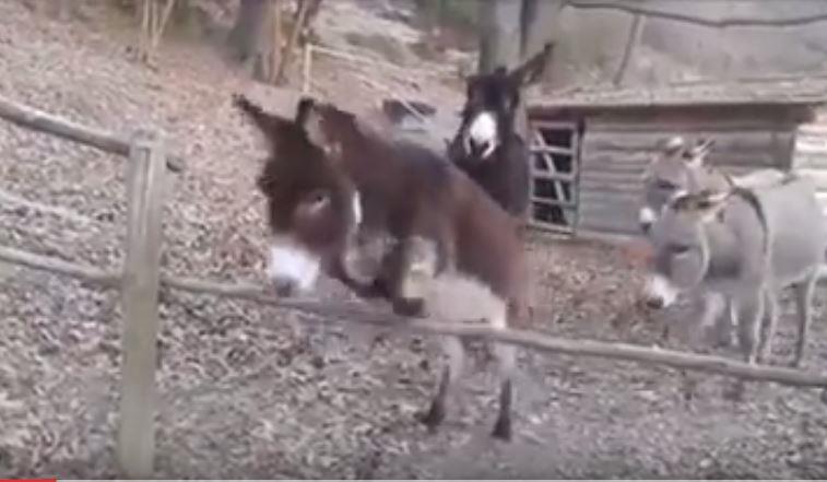 donkey 
