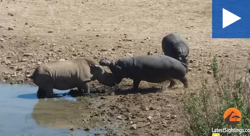 hippo