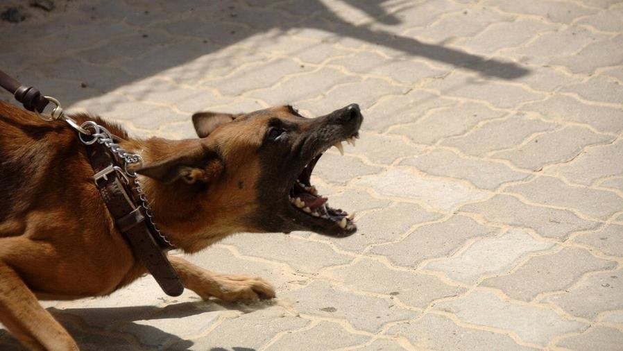 Κρατείται για νοσηλεία το δίχρονο κοριτσάκι που τραυματίστηκε από σκύλο-Δεν εξακριβώθηκε εάν πρόκειται για απαγορευμένη ράτσα Κρατείται για νοσηλεία το δίχρονο κοριτσάκι που τραυματίστηκε από σκύλο-Δεν εξακριβώθηκε εάν πρόκειται για απαγορευμένη ράτσα
