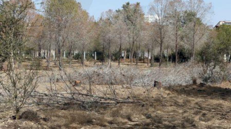 Το Τμ. Δασών απαντά σε επικρίσεις για δημιουργία θεματικού κήπου στο Πάρκο Ακαδημίας