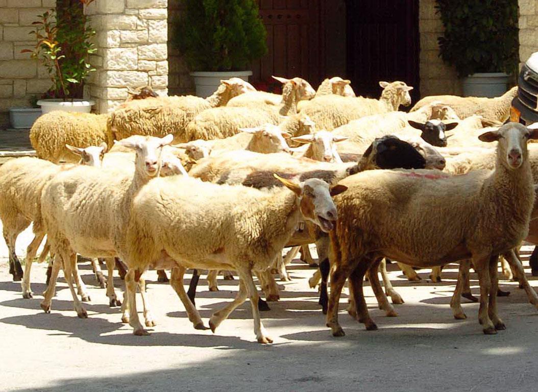 ΕΡΙΦΙΑ